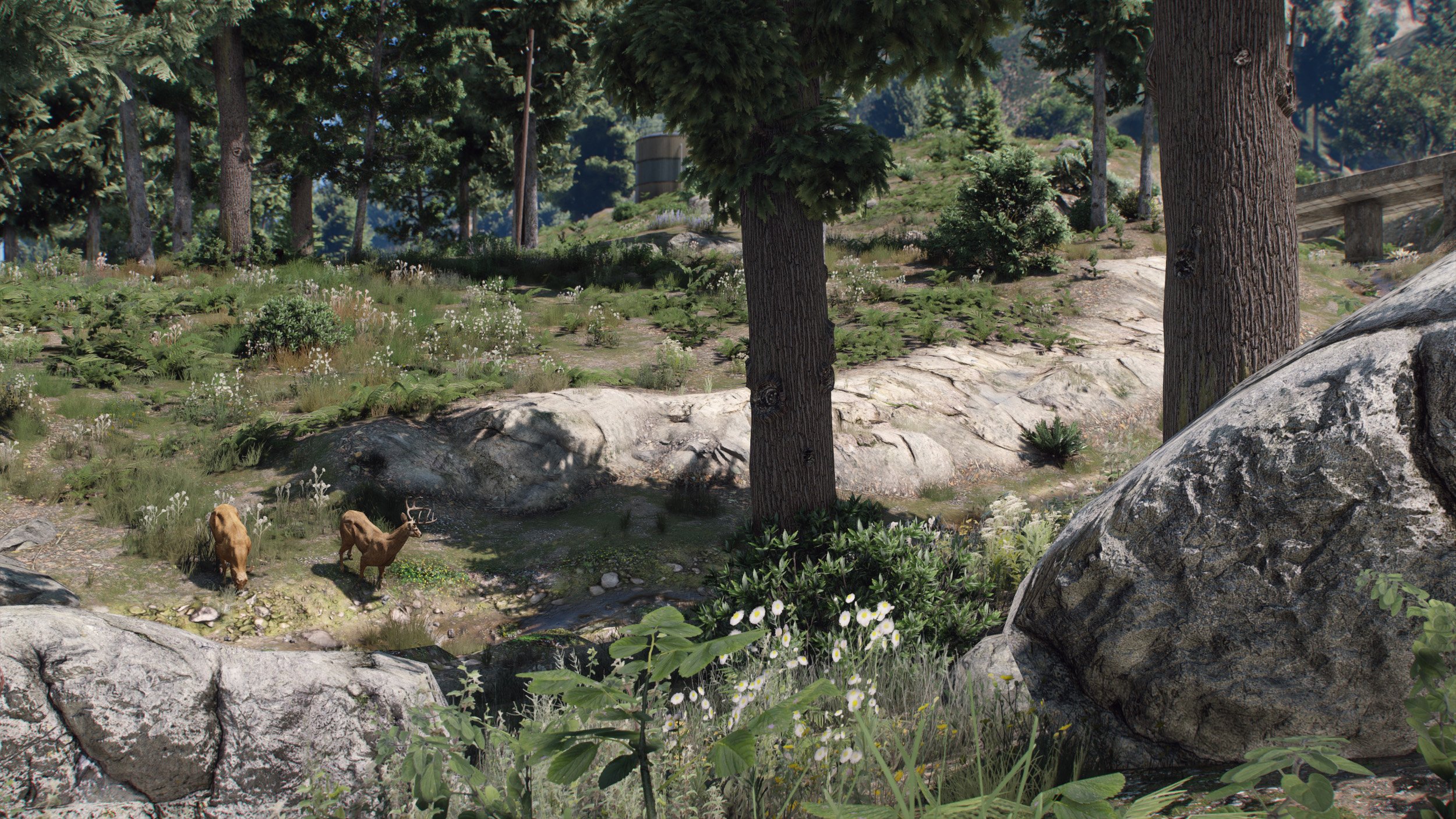 Forest