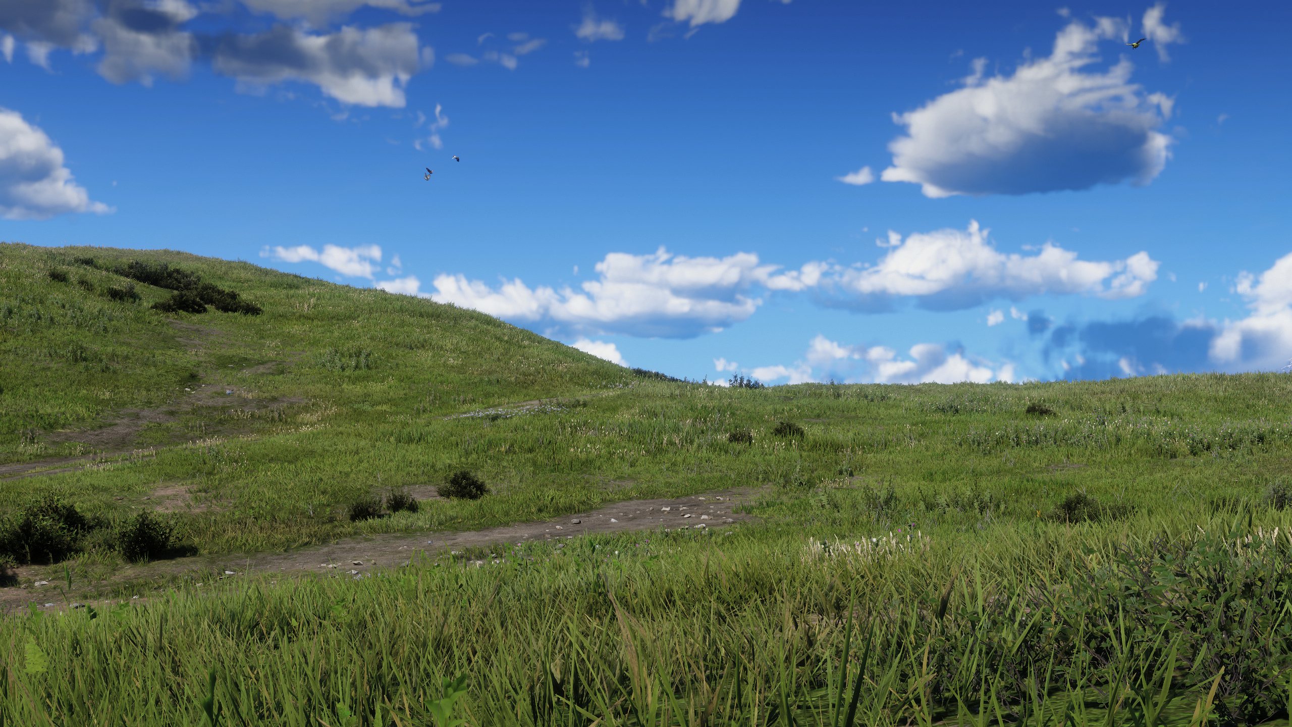 Field