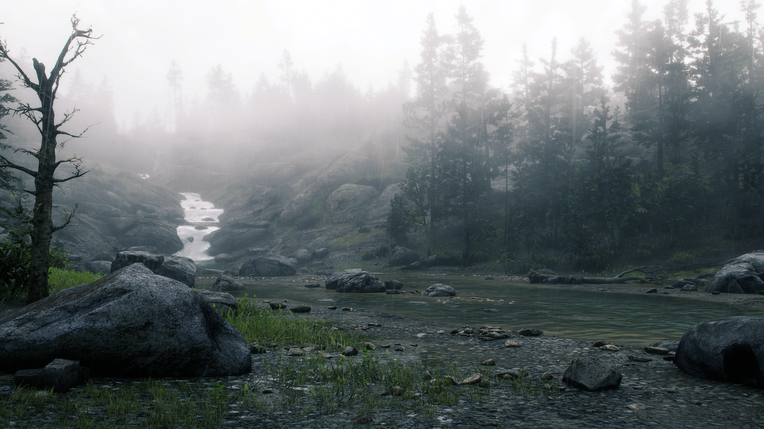 Rain Forest
