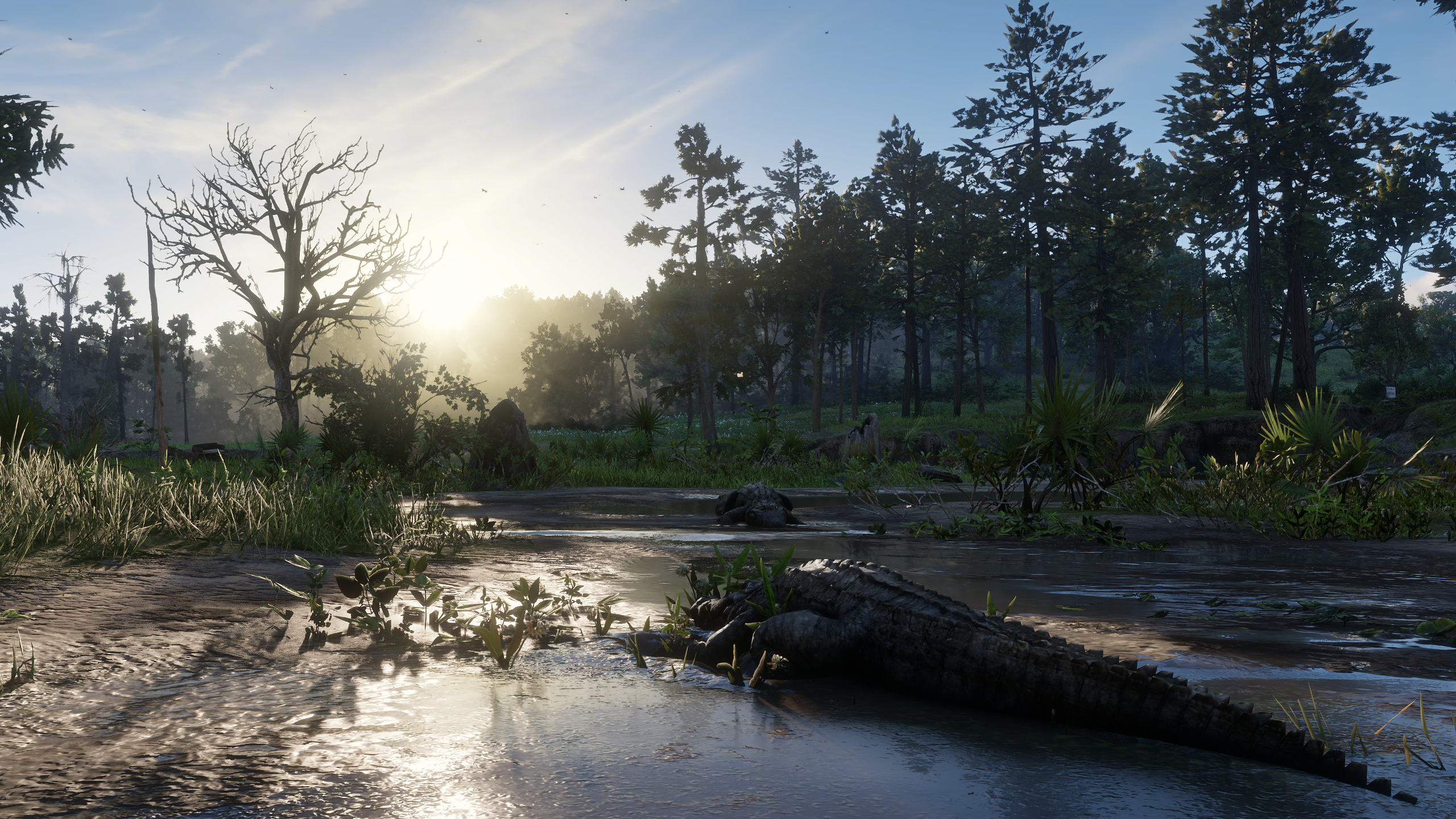 Swamp